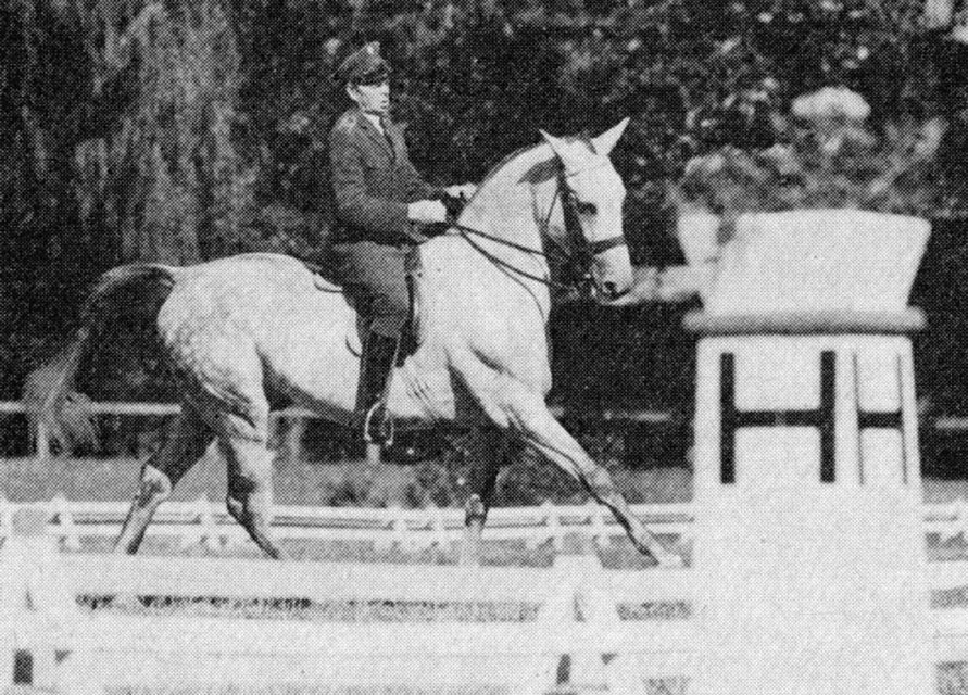 Stallion Sekt (Rumian x Sekta) bred by SK Posadowo competed bay Polish champion in Dressage Marian Kowalczyk